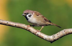 Passer montanus