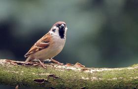 Passer montanus