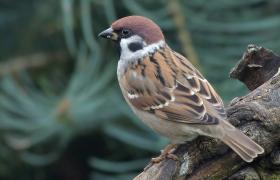 Passer montanus
