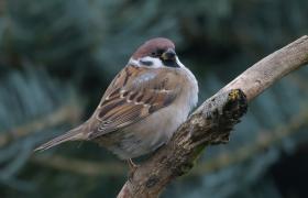 Passer montanus