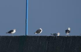 Larus fuscus