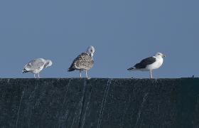 Larus fuscus