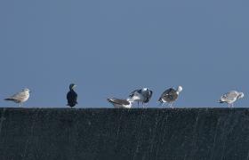 Larus fuscus
