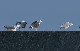 Larus fuscus