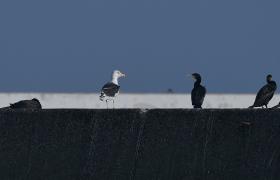 Larus fuscus