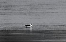 Larus marinus
