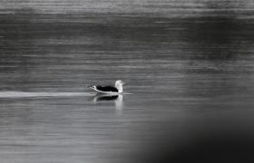 Larus marinus