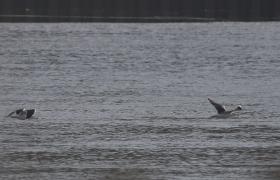Larus marinus