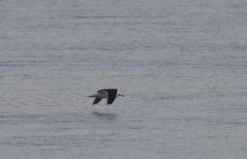 Larus marinus