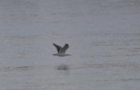 Larus marinus