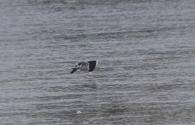 Larus marinus