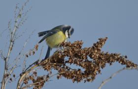 Parus caeruleus