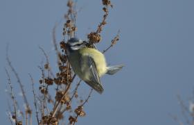 Parus caeruleus