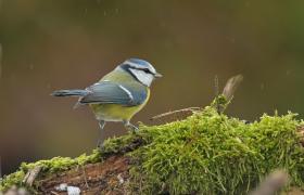 Parus caeruleus