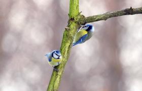 Parus caeruleus
