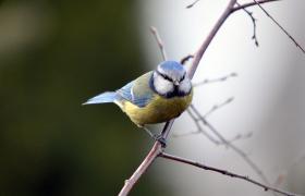 Parus caeruleus