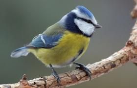 Parus caeruleus