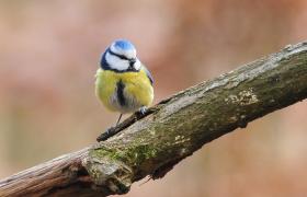 Parus caeruleus