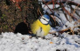 Parus caeruleus