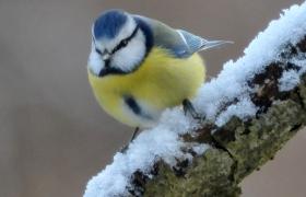 Parus caeruleus