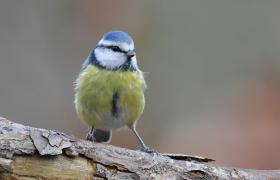 Parus caeruleus