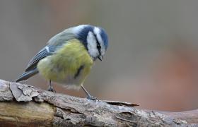Parus caeruleus