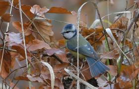 Parus caeruleus