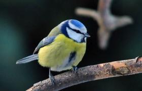Parus caeruleus