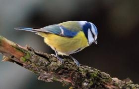 Parus caeruleus