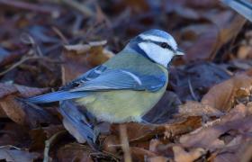 Parus caeruleus