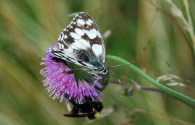 Melanargia galathea