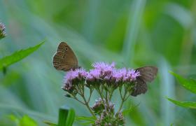 Butterflys