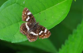 Apatura ilia