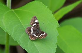 Apatura ilia