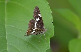 Apatura ilia