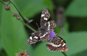 Apatura ilia
