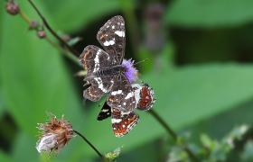 Apatura ilia