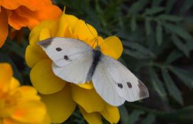 Pieris brassicae