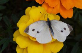 Pieris brassicae