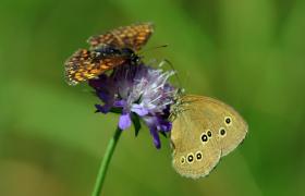 Butterflys