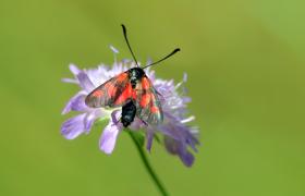 Butterflys