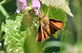 Thymelicus sylvektris