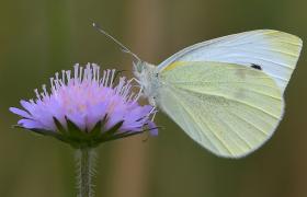 Pieris brassicae