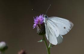 Pieris brassicae