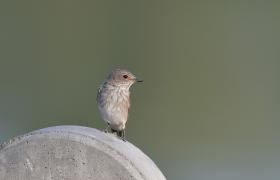 Muscicapa striata