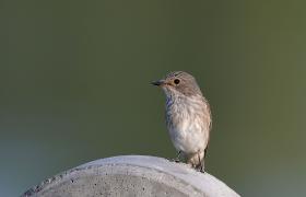 Muscicapa striata