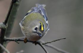 Regulus regulus