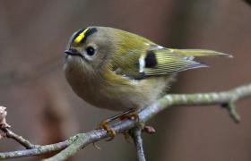 Regulus regulus