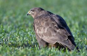 Buteo buteo
