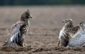 Buteo buteo